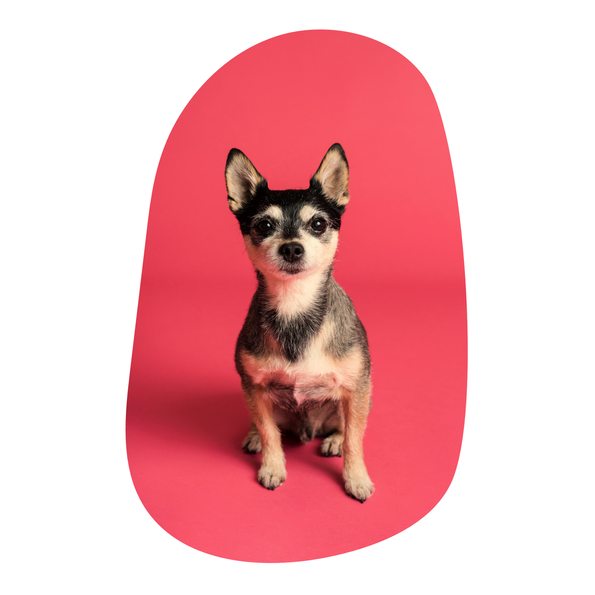 small dog inside pink shape