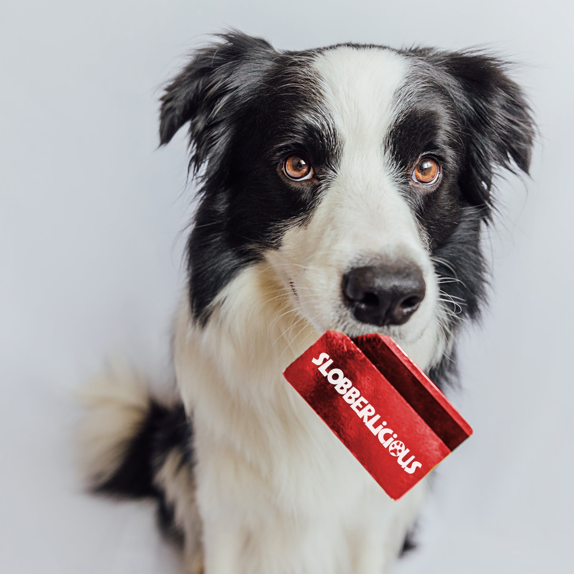 A dog holding a gift card