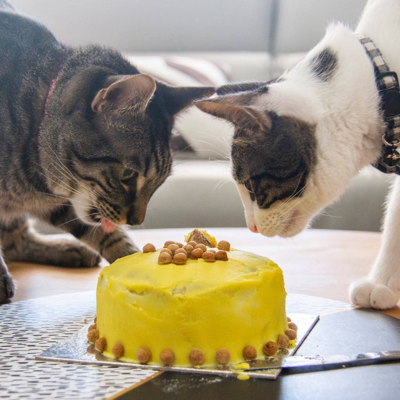 Cat Birthday Cake - Gluten Free & Grain Free - Round Shaped