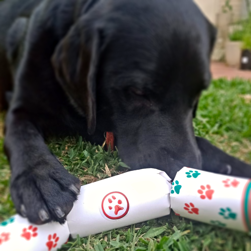 A dog playing with christmas crackers