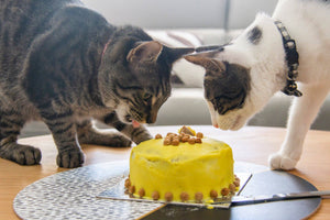 cats eating a cake